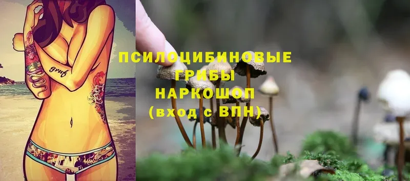 Псилоцибиновые грибы Psilocybe  купить   Болгар 